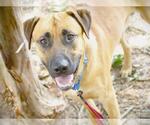 Small Labrador Retriever Mix