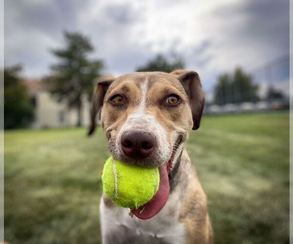 Medium Photo #6 Mutt Puppy For Sale in Sandy, UT, USA