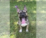 Small #4 Akita-American Bulldog Mix