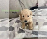 Puppy Snowball Golden Retriever