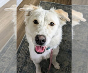 Juniper - Female Great Pyrenees-Unknown Mix Dog for Adoption - Photo #14