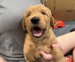 Puppy Green Golden Retriever