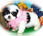 Small Photo #4 Zuchon Puppy For Sale in HAMMOND, IN, USA