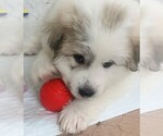 Small #16 Great Pyrenees