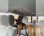 Small #3 Boxer Mix