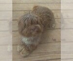 Small Photo #1 Havanese Puppy For Sale in WEST CONCORD, MN, USA
