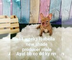 Small Photo #42 French Bulldog Puppy For Sale in CAPE CORAL, FL, USA
