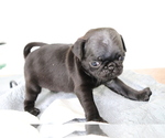 Small #1 Pug