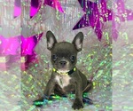 Small Photo #6 French Bulldog Puppy For Sale in COVINGTON, GA, USA