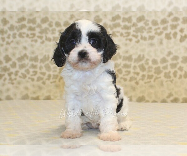 Medium Photo #4 Cavapoo Puppy For Sale in DENVER, PA, USA