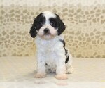 Small #3 Cavapoo