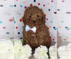 Cock-A-Poo Puppy for sale in FREDERICKSBURG, OH, USA