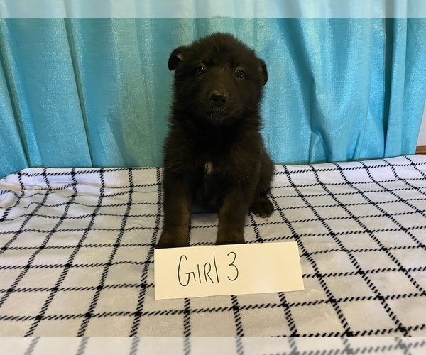 Medium Photo #3 German Shepherd Dog Puppy For Sale in COLCORD, OK, USA