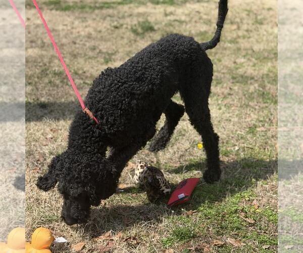 Medium Photo #4 Poodle (Standard)-Unknown Mix Puppy For Sale in Yardley, PA, USA