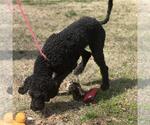 Small #3 Poodle (Standard) Mix