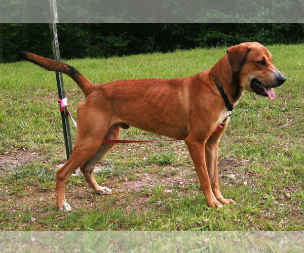 Medium Photo #2 Labrador Retriever-Rhodesian Ridgeback Mix Puppy For Sale in Attalka, AL, USA
