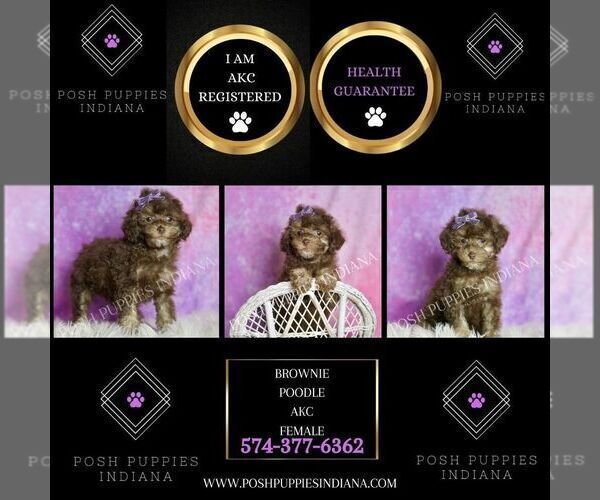 Medium Photo #35 Poodle (Miniature) Puppy For Sale in WARSAW, IN, USA