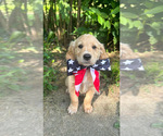 Puppy Aurora Golden Retriever