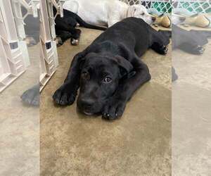 Labrador Retriever-Unknown Mix Dogs for adoption in Alexander, AR, USA