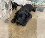 Lance - Male Labrador Retriever-Unknown Mix Dog for Adoption - Small photo