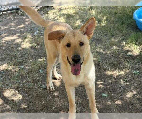 Medium Photo #1 Labrador Retriever-Unknown Mix Puppy For Sale in Tulsa, OK, USA