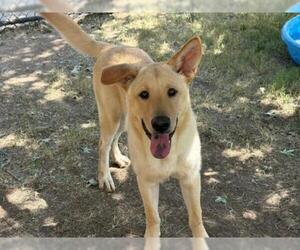Labrador Retriever-Unknown Mix Dogs for adoption in Tulsa, OK, USA