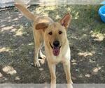 Small Labrador Retriever Mix