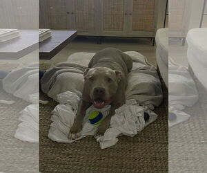 PUDGE - Male American Pit Bull Terrier-Unknown Mix Dog for Adoption - Photo #6