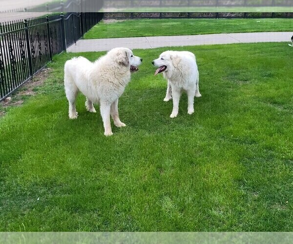 Full screen Photo #1 Great Pyrenees Puppy For Sale in ROMULUS, MI, USA