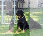 Small Photo #1 Rottweiler Puppy For Sale in FLORENCE, CO, USA