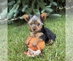 Small #2 Yorkshire Terrier