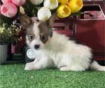 Small #1 Papillon