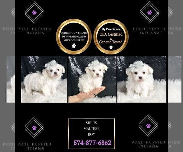 Medium Photo #82 Maltese Puppy For Sale in WARSAW, IN, USA