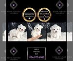 Small #3 Maltese