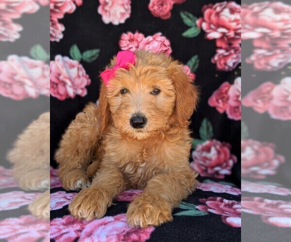 Medium Photo #6 Goldendoodle Puppy For Sale in NEW PROVIDENCE, PA, USA