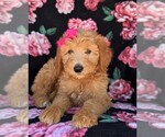 Small Photo #6 Goldendoodle Puppy For Sale in NEW PROVIDENCE, PA, USA