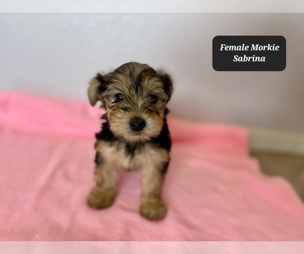 Medium Photo #4 Morkie Puppy For Sale in TUCSON, AZ, USA