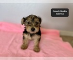 Small #3 Morkie