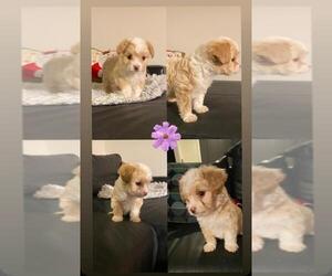 Maltipoo Puppy for sale in CHANDLER, AZ, USA