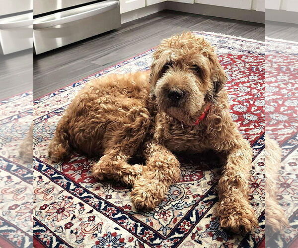 Medium Photo #5 Goldendoodle Puppy For Sale in Westwood, NJ, USA