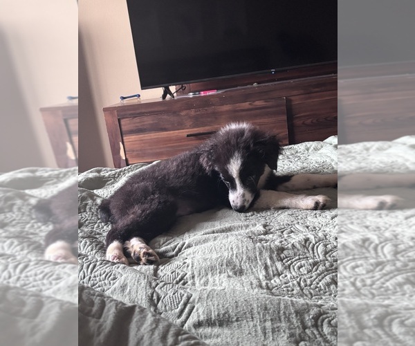 Medium Photo #1 Miniature Australian Shepherd Puppy For Sale in ALTOONA, IA, USA