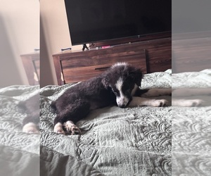 Miniature Australian Shepherd Puppy for sale in ALTOONA, IA, USA
