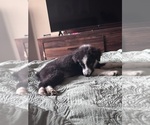 Small Miniature Australian Shepherd