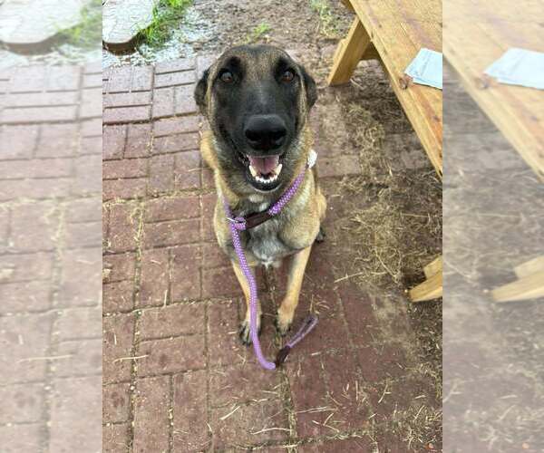 Medium Photo #1 Mutt Puppy For Sale in Imlay City, MI, USA