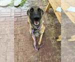 Autumn - Located in SC - Female Mutt Dog for Adoption - Small photo