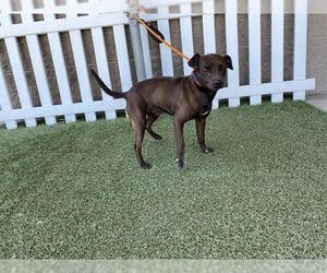 Chihuahua Dogs for adoption in Modesto, CA, USA