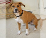 Small #1 Mutt