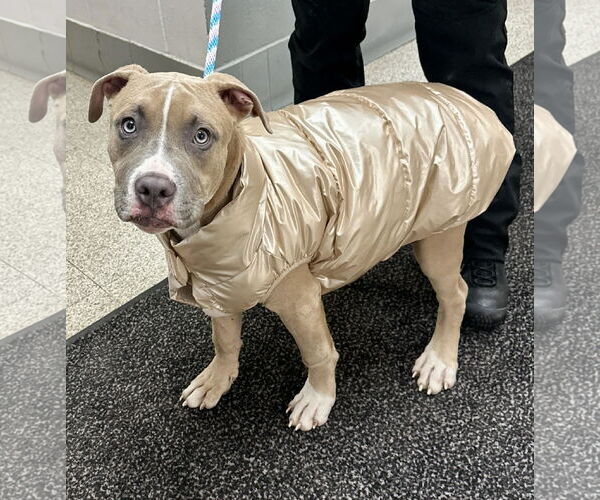 Medium Photo #16 Boxer-Unknown Mix Puppy For Sale in Princeton, MN, USA