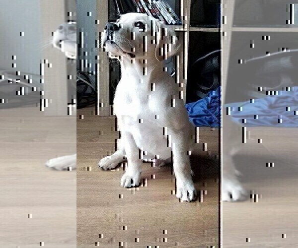 Medium Photo #15 Labrador Retriever Puppy For Sale in FORT COLLINS, CO, USA