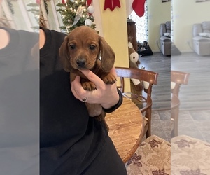 Dachshund Puppy for sale in BELDING, MI, USA